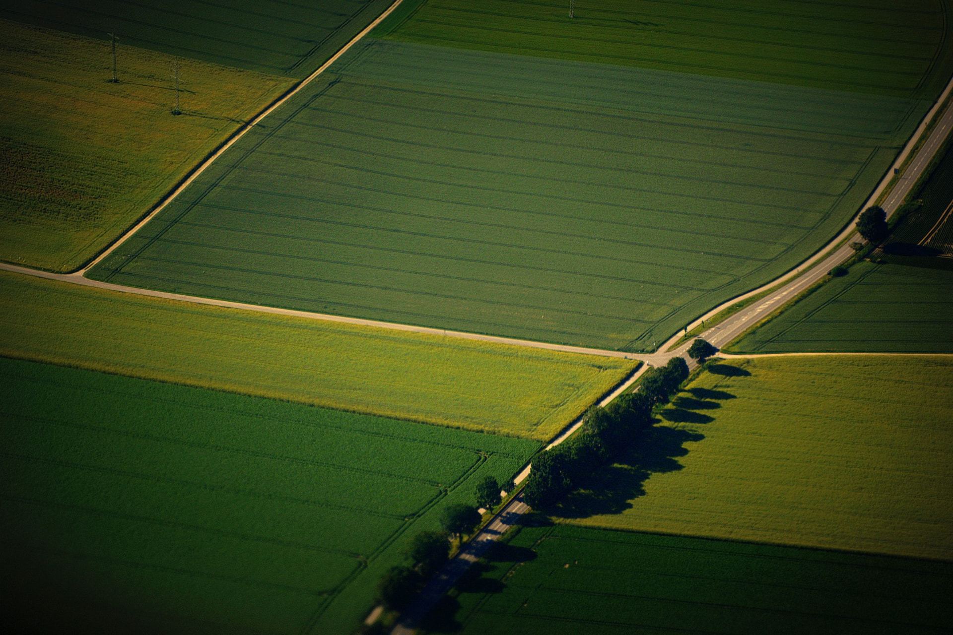 Vista aérea de campos agrícolas verdes divididos por uma estrada arborizada